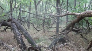 this looked like two deers fighting with antlers