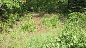 Scenic overlook trail?
