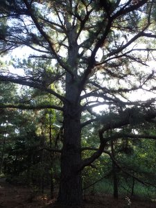 I don't even think my arms will reach around this one!