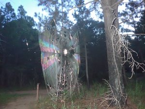 Spider Web