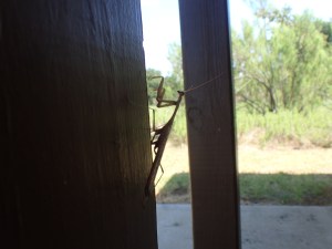 Praying Mantis - Restroom buddy