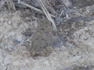 Tiny frog...almost missed seeing him.